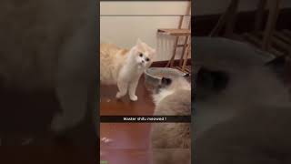 ❤️🐈 Funny cats ❤️🐈 , ❤️Cute cats #CatHouse  episode 3514