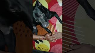 My Boy shaiffy say me with you mom #dog #puppy #puppyvideos #doglover