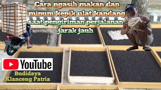 Cara memberi makan dan minum kepik #ulat_kandang saat pengiriman perjalanan jarak jauh