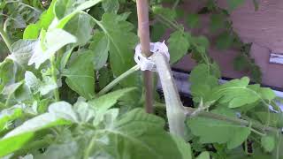 Tomato Clips and Hooks | Tomato Plant Update | #gardening