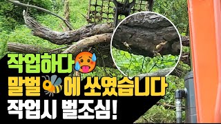 작업하다 말벌에 쏘였습니다. 작업시 벌 조심! | 나무대장🌳 나무농사의 모든것