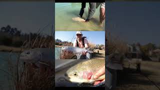 In search of Trout  #fishing #flyfishing #trout #rainbowtrout #fish