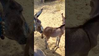 #donkey #baby #enjoy #awaz #youtubeshorts