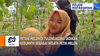 TULUNGAGUNG - Petani Melon Jadikan Kebunnya Sebagai Wisata Petik Melon