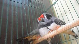 زيبرا بلاكات حبشى   black Cheek zebra finch