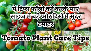 ये टिप्स फॉलो करके पाएं साइज में बड़े और दिखें में सुंदर टमाटर || Tomato Plant Care Tips #foryou#fyp