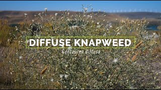 Diffuse Knapweed