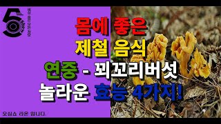 몸에 좋은 제철 음식 연중 - 꾀꼬리버섯 놀라운 효능