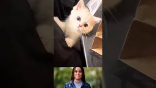 Funniest Baby Cats 🥰🐈