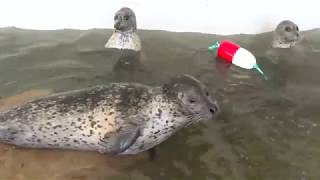 Hungry harbor seals go crazy when it's feeding time!