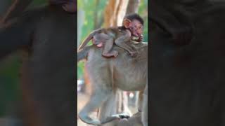 Ep539. Adorable Monkey Has the Cutest Reaction to Meeting a New Friend