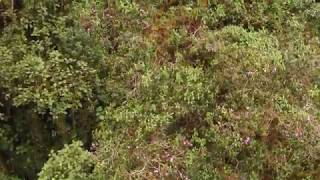 Meriania canopy, Rio Zunac Reserve