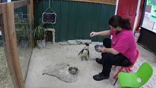 Debbie Doolittle's - Joey the penguin having lunch