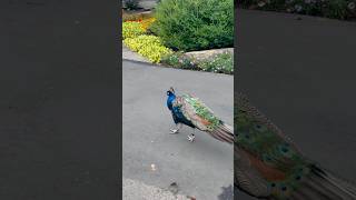 Couple of Peacocks chilling out in the streets