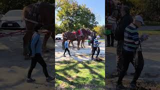 two well dressed horses #horses #animal #animals #toronto #trending #viral #shortsviral #vlog