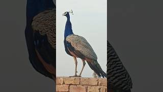 Amazing wow beautiful peackock #birds #ytshorts #peacock #animals #shorts #bird #birdsounds#youtube