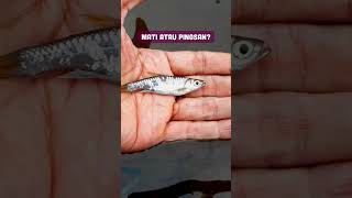 🔴 Ikan Mati atau Pingsan ?! #microfishing #tanagofishing #fishing #mancing #waderpari #meongfishing