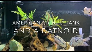 Mini monster American cichlids