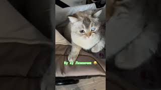 #лимончик #catvideos #кот #кицюня #cat #socute #котейкамоя #cute #лимон #котофейка