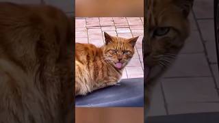 #22 Funny Cat videos 🐱🐱 #meowing #memes