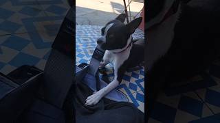 Dog Eats Laptop Bag