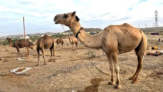 Gypsy  roaming in the city along with their camel to sell camel milk to earn some livelihood Balochi