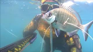 Spigola nel bassofondo pesca in apnea