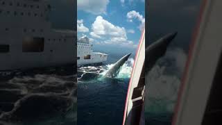 OMG 😱biggest shark is break down to ship 🚢 and helicopter 🚁#trending #sharks #broke#omg