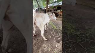 Penyuntikan sapi bertanduk galak. #animals #shorts #cow