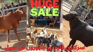 نیلی راوی کٹٹرے،ساہیوال گاۓ اور بکریوں کی نیلامی Auction at Government Farm