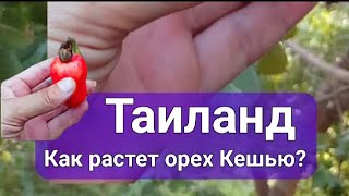 Удивительный орех кешью: как он растет и как его собирать?