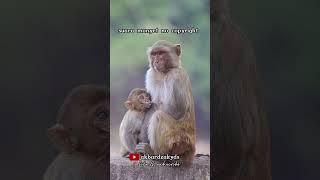 suara monyet no copyright #shorts #monyet #monkey #trending