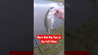 🎣🎥Catching a Fat Largemouth on the Ned Rig