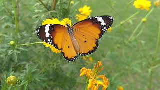 Colorful Butterfly on a Flower.... 🦋 🦋 💚💚