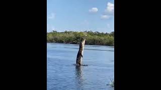 Crocodile attacks on Drone Camera