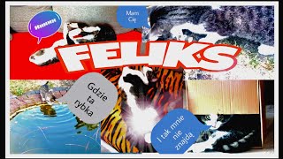 FELIKS