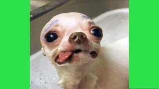 Chien Chihuahua en colère Vidéos que vous ne pouvez pas regarder sans rire