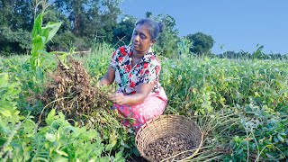 "Groudhut"(peanut)I use peanuts harvested from my farm for a vegetarian meal .village kitchen recipe