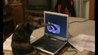 Tortie Kitteh Plays With Screensaver 1