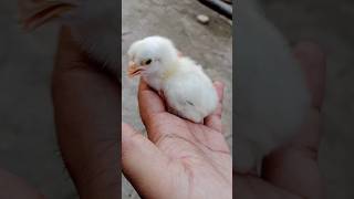 Punjab's Adorable Baby Chick - You Have To See! #beattrack #birds #track #chicks #pets#aseelmurga