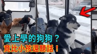 狗狗坐校車上學，每隻狗都有專屬座位，不吵不鬧比小孩子還聽話【人世間】