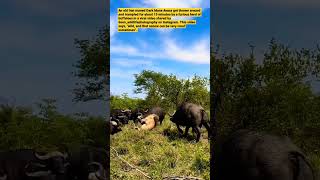 Herd of Buffaloes Attacks and Almost Tramples Down a Lone Old Lion in South Africa;#viralvideo