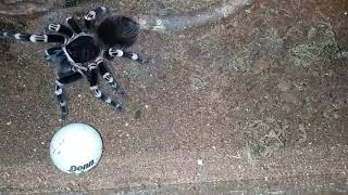 Adam's Tarantulas feeding day