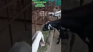 Alfalfa Hay And Goats // Goat's best feed // Goat Feed