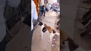 Naughty Monkey Funny End #shorts #funny  #shortvideos #funnycomedy #funnyanimals