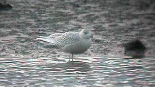 Iceland Gull