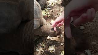 Hand Feeding and Petting A Giant Tortoise #shorts #shortsvideo #share #shortvideo #subscribe #africa