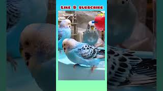 Budgies having fun with water! #birds #viral #parrot #parakeet #shorts