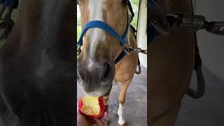 🐴 Horse eating an 🍎 apple #horse #asmr