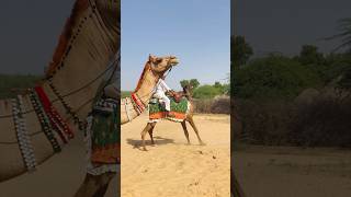 Fast running camels 🐪 #shorts  #youtubeshorts  #shortvideo